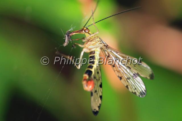 panorpa vulgaris 3.JPG - Panorpe vulgairePanorpa vulgarisScorpionflyMecoptera, PanorpidaeMorbihan, France